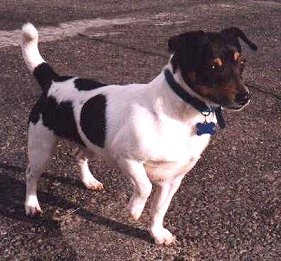 Teddy Roosevelt Terrier - Terrier breed known for being Affectionate and Energetic