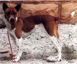 Telomian - Working breed, Agile and Independent