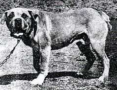 Terceira Mastiff photo thumbnail 1