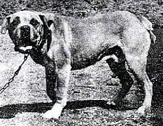 Terceira Mastiff, a 88% match to Dogue Brasileiro