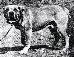 Terceira Mastiff - Molosser breed known for being Gentle and Independent
