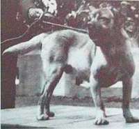 Terceira Mastiff photo thumbnail 2