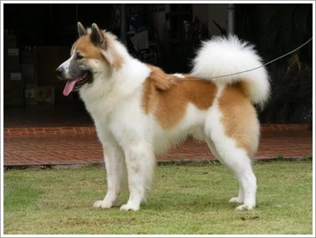 Thai Bangkaew Dog, a 83% match to Puli