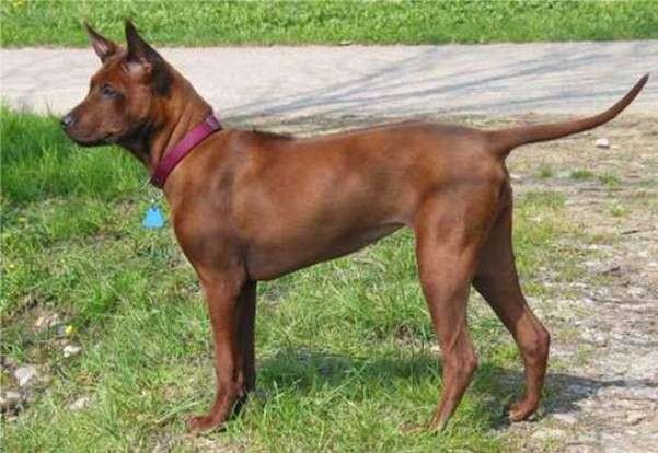 Thai Ridgeback photo thumbnail 1