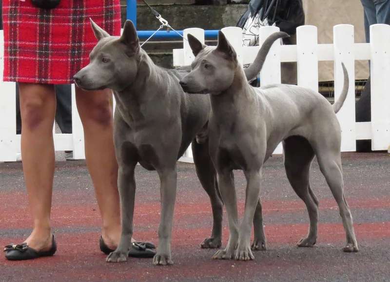 Thai Ridgeback photo thumbnail 2