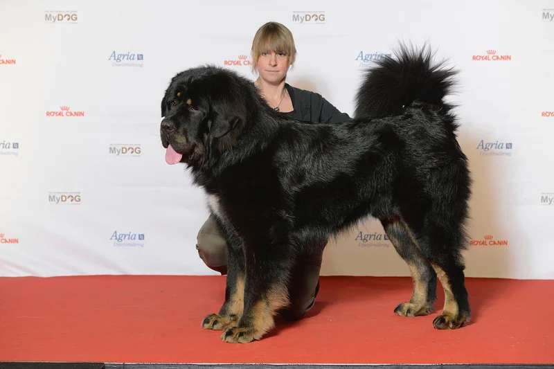 Tibetan Mastiff photo thumbnail 1