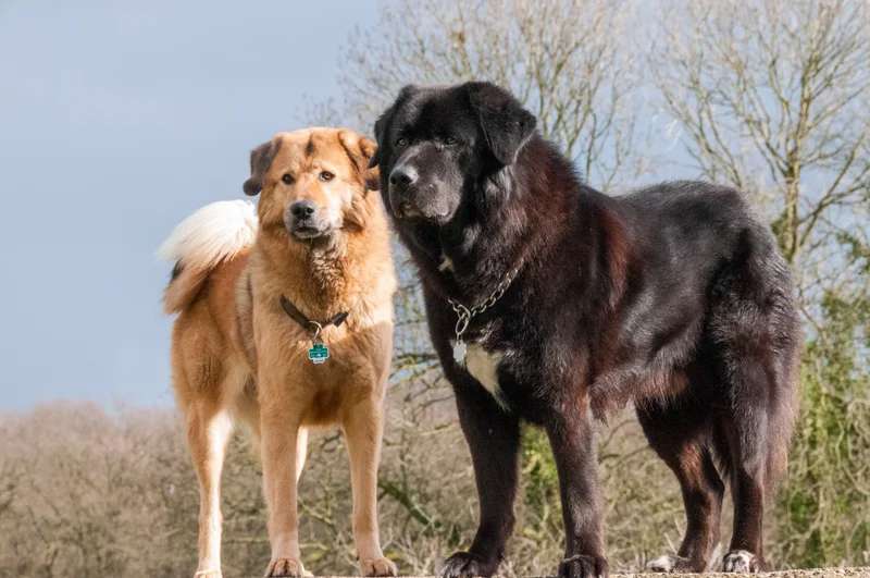 Tibetan Mastiff photo thumbnail 2