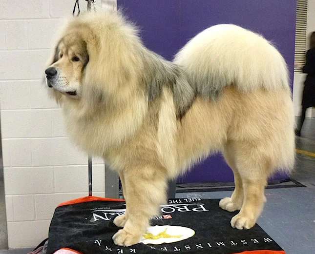 Tibetan Mastiff photo thumbnail 4