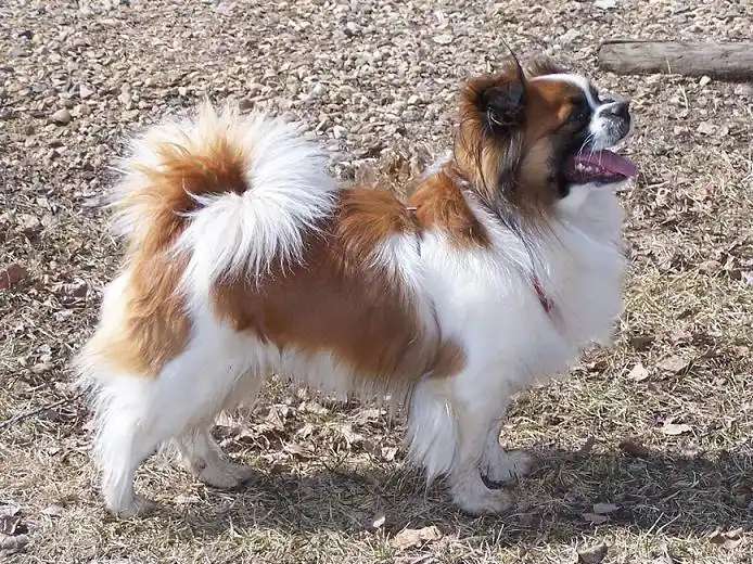 Tibetan Spaniel photo thumbnail 2
