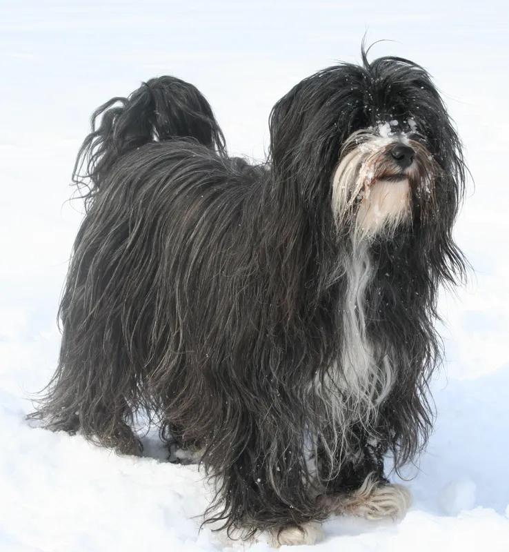 Tibetan Terrier, a 84% match to Boston Terrier