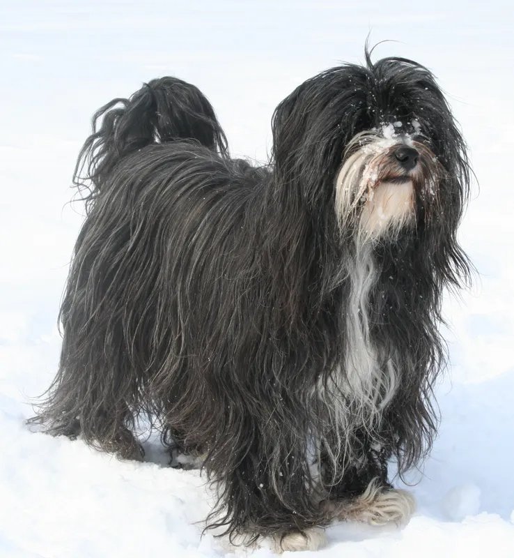 Tibetan Terrier - Non-Sporting breed known for being Affectionate and Gentle