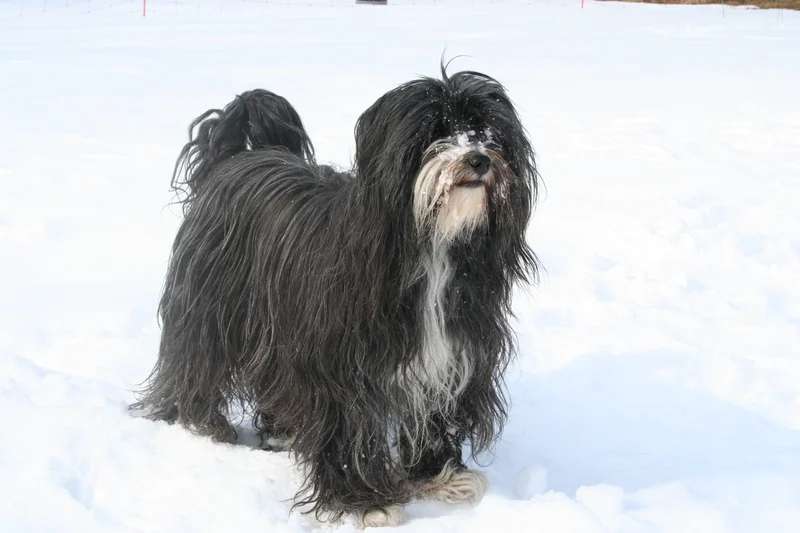 Tibetan Terrier photo thumbnail 2