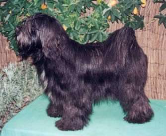 Tibetan Terrier photo thumbnail 3