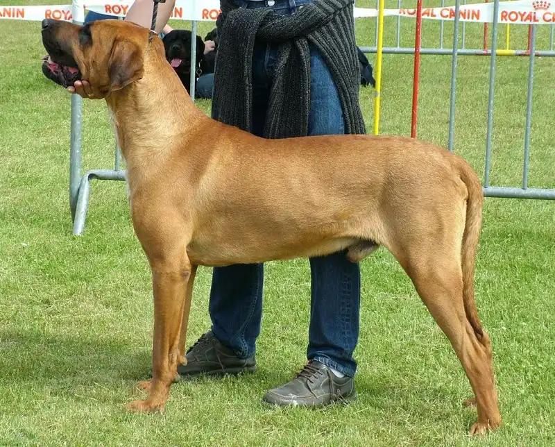 Tosa Inu, a 89% match to Presa Canario