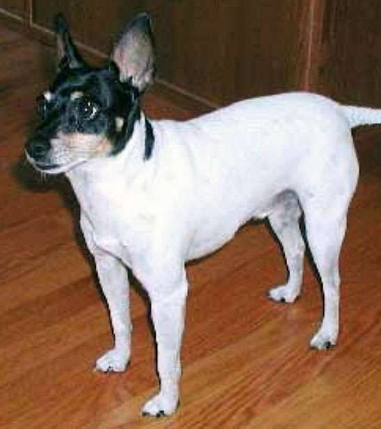 Toy Fox Terrier photo thumbnail 2