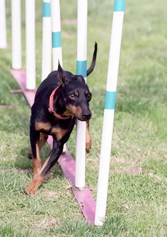 Toy Manchester Terrier photo thumbnail 2