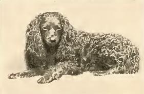 Toy Trawler Spaniel, a 84% match to Boston Terrier