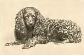 Toy Trawler Spaniel - Toy breed known for being Affectionate and Courageous