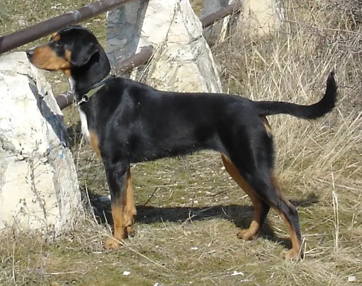 Transylvanian Hound - Hound breed known for being Courageous and Enduring