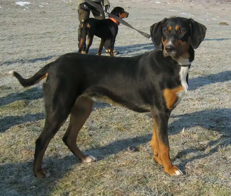 Transylvanian Hound photo thumbnail 2
