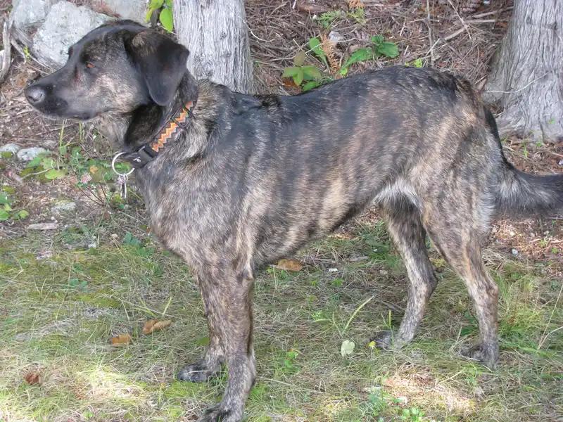Treeing Tennessee Brindle, a 87% match to Plott Hound