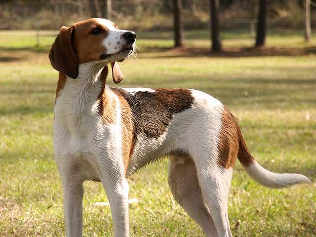 Treeing Walker Coonhound, a 90% match to Kanni