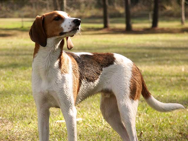 Treeing Walker Coonhound - Hound breed known for being Affectionate and Energetic