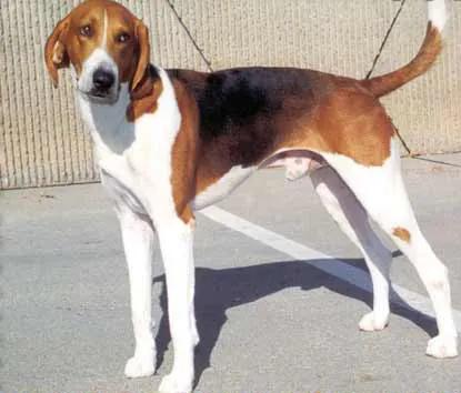 Trigg Hound, a 91% match to Mountain Feist