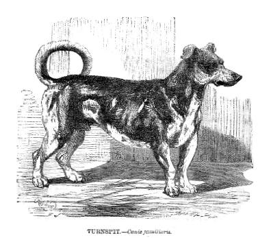Turnspit Dog, a 87% match to Lowchen