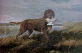 Tweed Water Spaniel, a 88% match to Gordon Setter