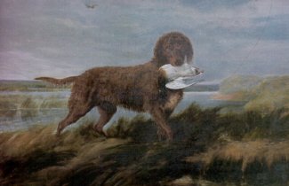 Tweed Water Spaniel - Sporting breed known for being Athletic and Courageous