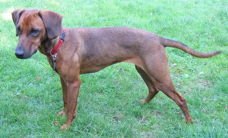 Tyrolean Hound, a 88% match to Rajapalayam