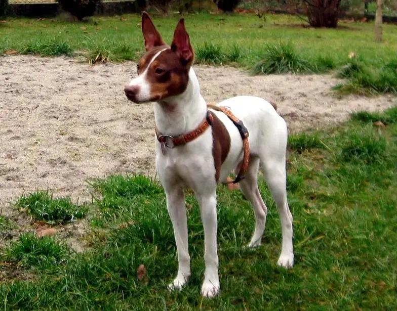 Valencian Terrier, a 90% match to Tenterfield Terrier
