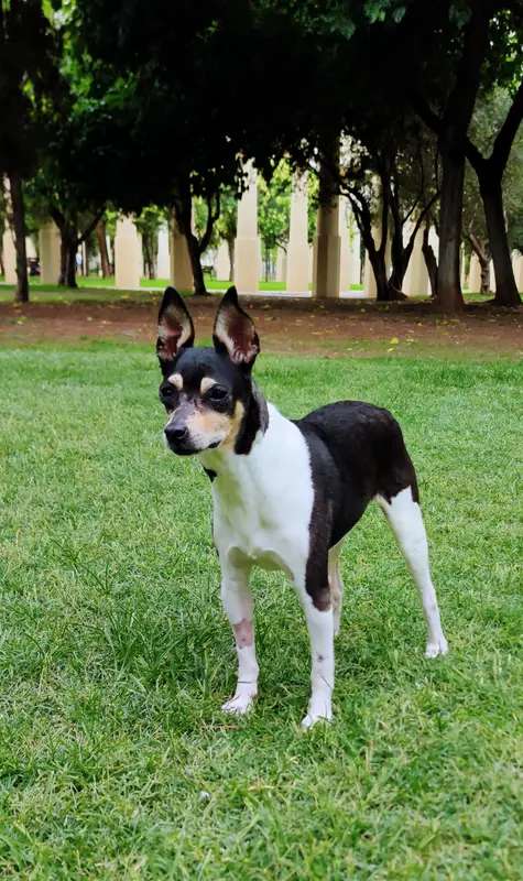 Valencian Terrier photo thumbnail 2