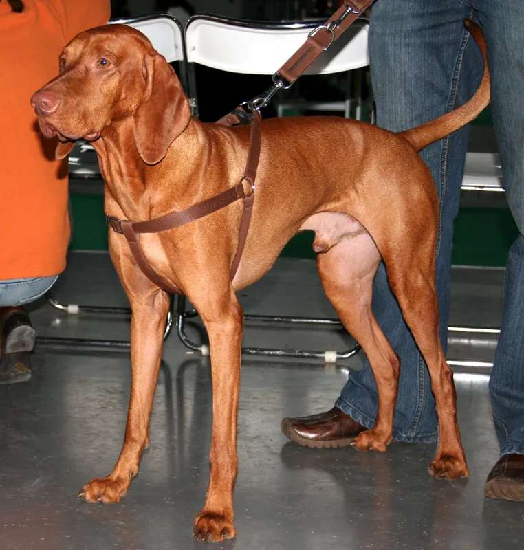 Vizsla photo thumbnail 1