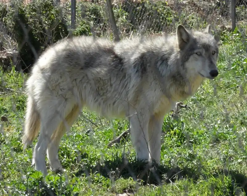 Volkosob - Working breed, Energetic and Independent