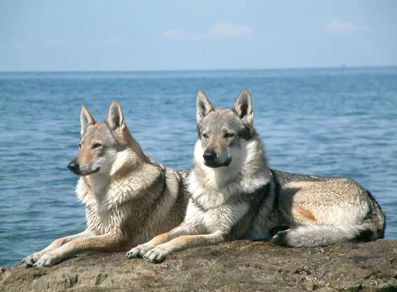 Volkosob photo thumbnail 2