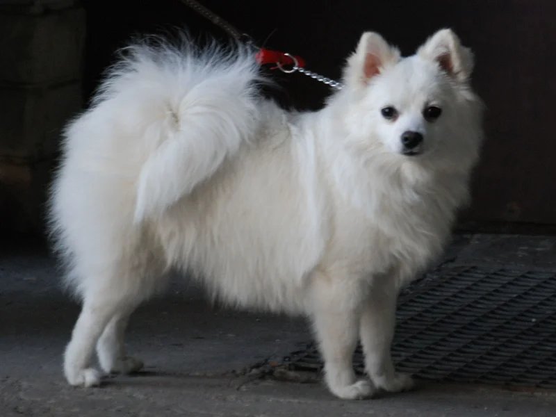 Volpino Italiano - Companion breed known for being Affectionate and Alert