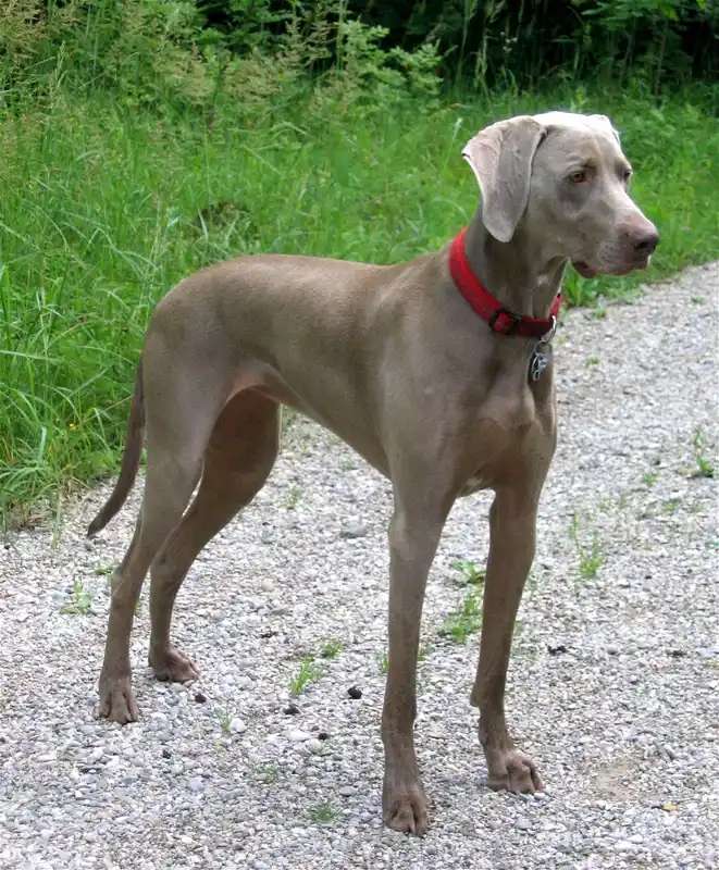 Weimaraner photo thumbnail 1