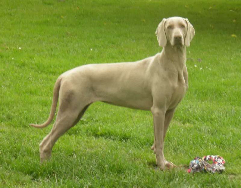 Weimaraner photo thumbnail 2
