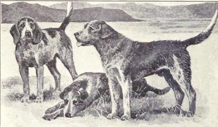 Welsh Hound, a 89% match to Tesem