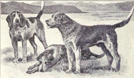 Welsh Hound - Hound breed known for being Affectionate and Energetic