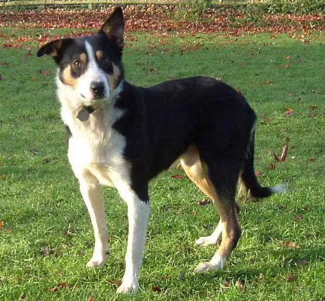 Welsh Sheepdog, a 89% match to Huntaway