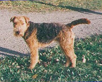 Welsh Terrier, a 84% match to Scottish Terrier