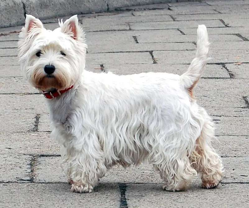 West Highland White Terrier photo thumbnail 1