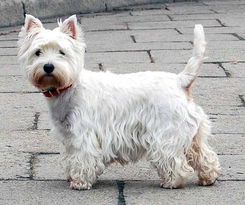 West Highland White Terrier, a 87% match to American Hairless Terrier