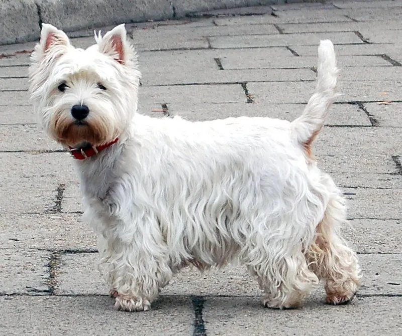 West Highland White Terrier - Terrier breed known for being Affectionate and Courageous