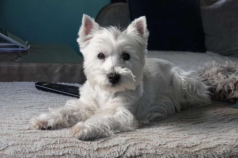 West Highland White Terrier photo thumbnail 2