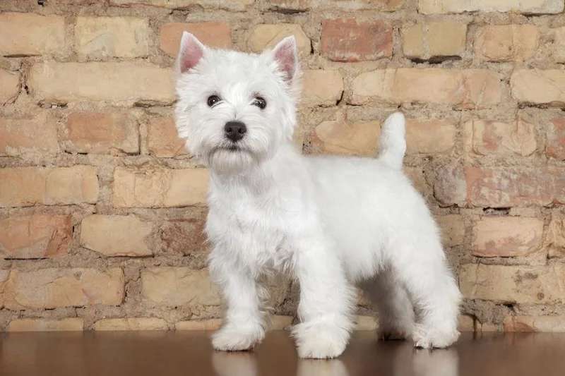 West Highland White Terrier photo thumbnail 4