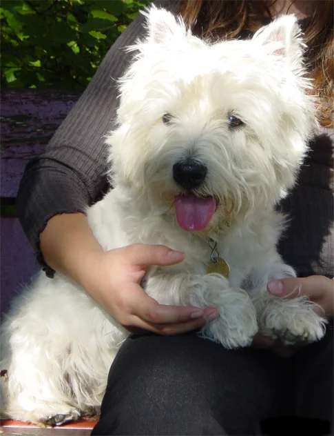 West Highland White Terrier photo thumbnail 5
